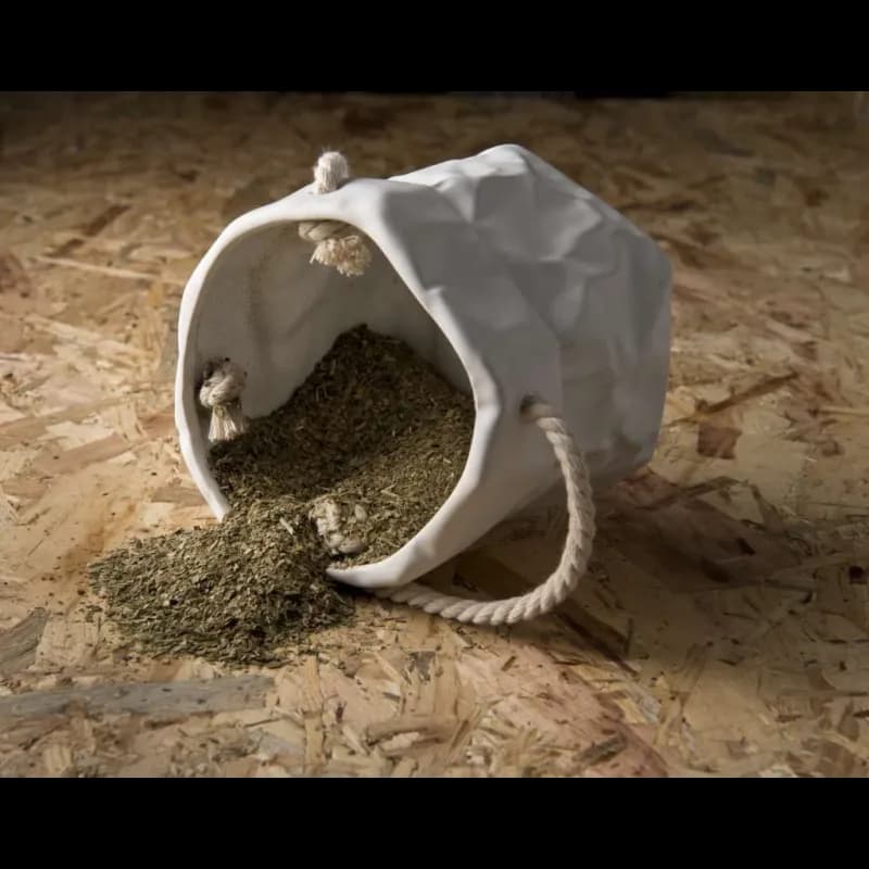 Salvia