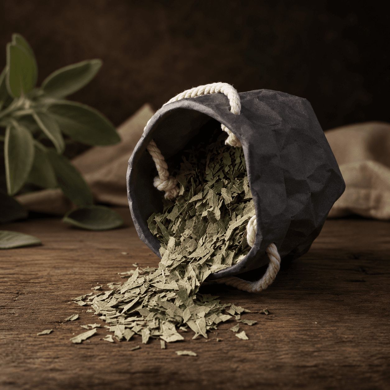 Salvia